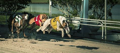 Greyhound Track Sheets .